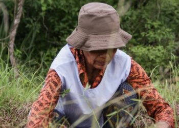 Cerca de 8.000 árboles serán sembrados para recuperar bosques afectados por incendio en Natagaima 