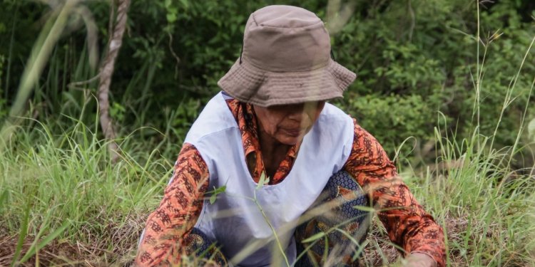 Cerca de 8.000 árboles serán sembrados para recuperar bosques afectados por incendio en Natagaima 