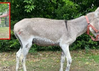 El burrito Medina, afectado en los incendios forestales ya se recuperó de sus quemaduras
