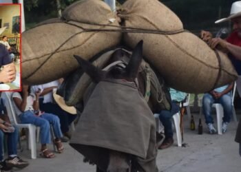 Proyecto de acuerdo para celebrar la semana del campesino será presentada ante el  Concejo