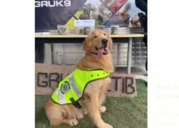 ’Jeffry’ olfateó marihuana que fue enviada en una encomienda