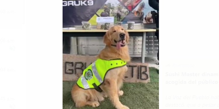 ’Jeffry’ olfateó marihuana que fue enviada en una encomienda