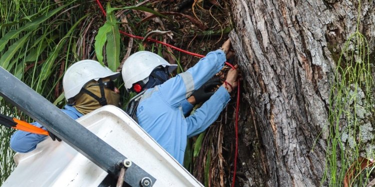 Refuerzan seguridad del alumbrado navideño en Ibagué ante aumento de vandalismo