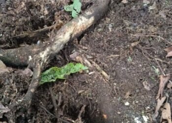 Desactivan mina antipersona ubicada en zona rural de Dolores 