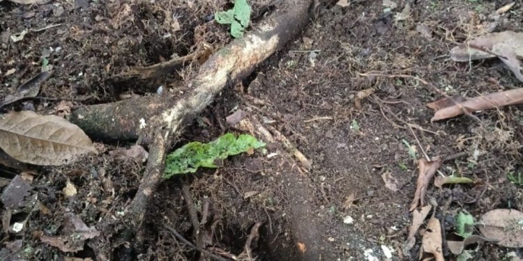 Desactivan mina antipersona ubicada en zona rural de Dolores