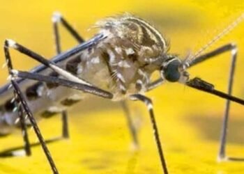 Se activó el cerco epidemiológico en el departamento del Tolima por nuevo brote de fiebre amarilla