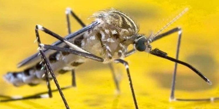 Se activó el cerco epidemiológico en el departamento del Tolima por nuevo brote de fiebre amarilla