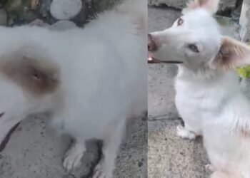 Denuncia en caso de perrita abandonada en el barrio Santa Catalina 