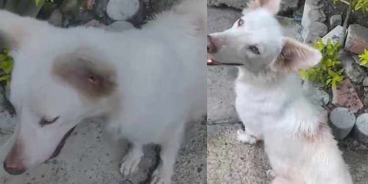 Denuncia en caso de perrita abandonada en el barrio Santa Catalina 