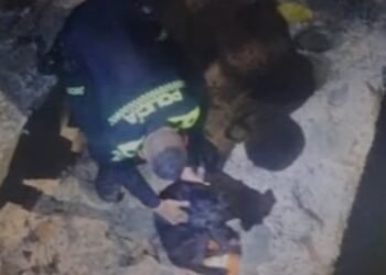 Sony, el perrito que rescató la policía en Melgar 