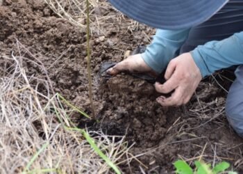Comienza proceso de recuperación de terrenos afectados por incendios en Natagaima 