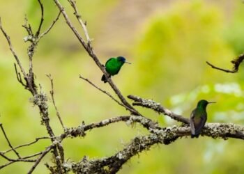 Este sábado finaliza el noveno festival de aves del Tolima 