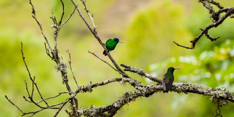 Este sábado finaliza el noveno festival de aves del Tolima 