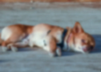 Indignación en Río de Oro, Cesar, tras el envenenamiento de 20 animales: autoridades intensifican la búsqueda de culpables