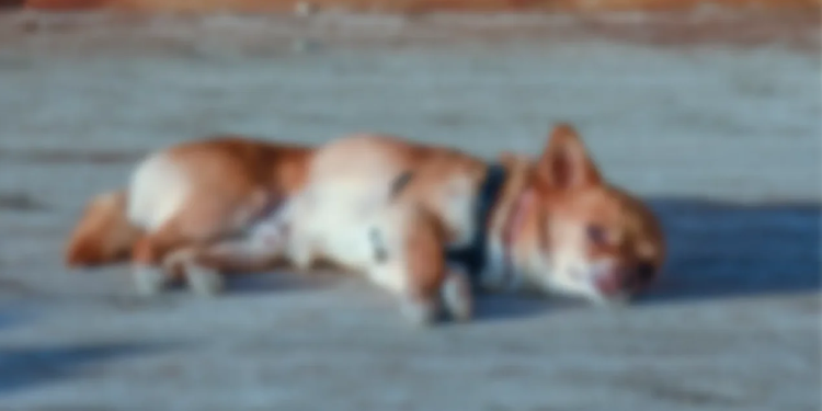 Indignación en Río de Oro, Cesar, tras el envenenamiento de 20 animales: autoridades intensifican la búsqueda de culpables