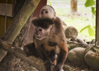 Cortolima reubica varios animales de fauna silvestre en el departamento del Meta 