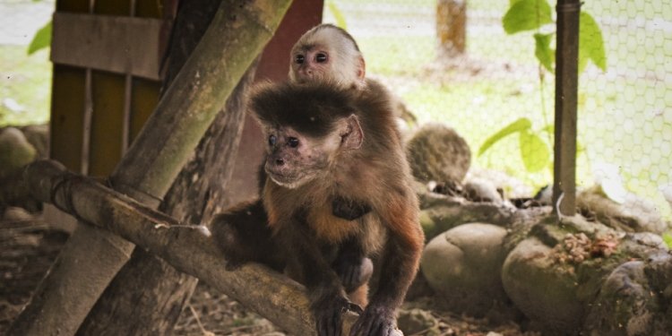 Cortolima reubica varios animales de fauna silvestre en el departamento del Meta 