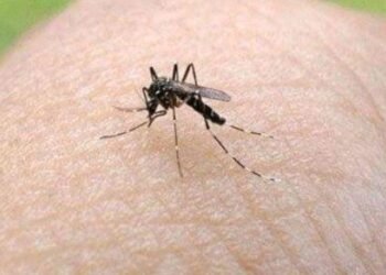 ¿Qué es la fiebre amarilla y cómo se previene?