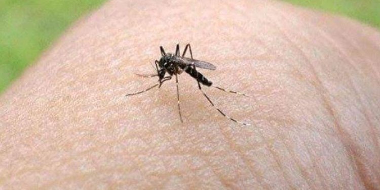 ¿Qué es la fiebre amarilla y cómo se previene?