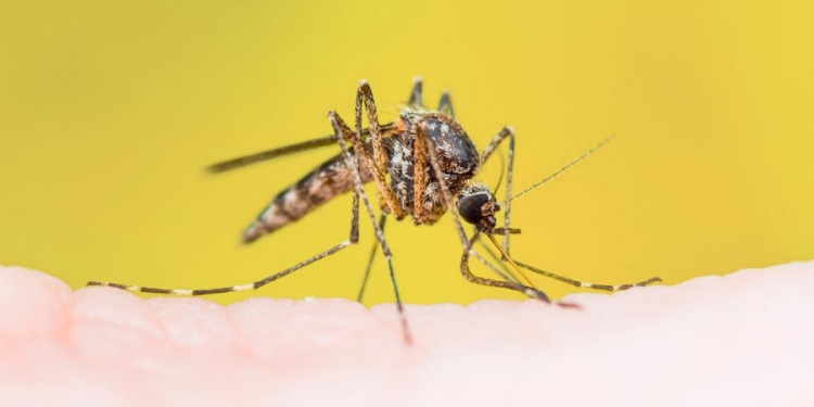 Las autoridades en Ibagué estudian dos posibles casos de fiebre amarilla