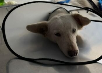 Perrita abandonada en Santa Catalina fue rescatada por la Fundación Pulgosos en Acción 