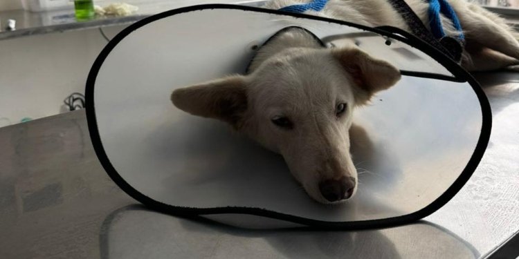 Perrita abandonada en Santa Catalina fue rescatada por la Fundación Pulgosos en Acción 