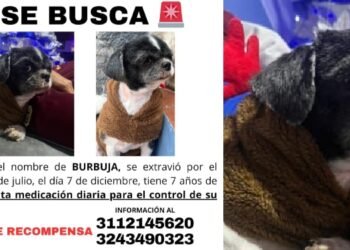 Buscan a ‘Burbuja’ perrita extraviada el día de las velitas