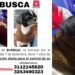 Buscan a ‘Burbuja’ perrita extraviada el día de las velitas