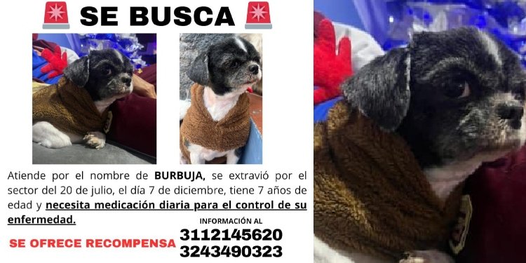 Buscan a ‘Burbuja’ perrita extraviada el día de las velitas