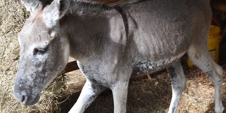 ‘Medina’ el burro que sobrevivió a los incendios de Coyaima, regreso con su familia luego de recuperarse de sus quemaduras