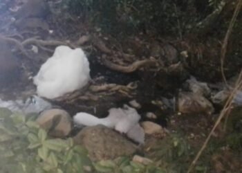 Denuncian posible envenenamiento de zarigüeyas en La Samaria 