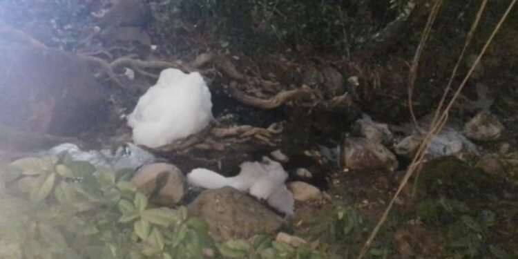 Denuncian posible envenenamiento de zarigüeyas en La Samaria 