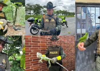 Policía de Ibagué ha rescatado más de 300 especies silvestres