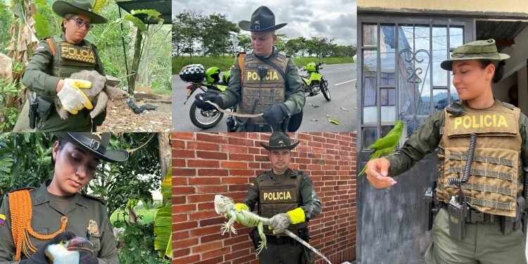 Policía de Ibagué ha rescatado más de 300 especies silvestres