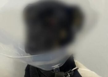 Hombre en Medellín agrede brutalmente a su Perro, que pierde un ojo