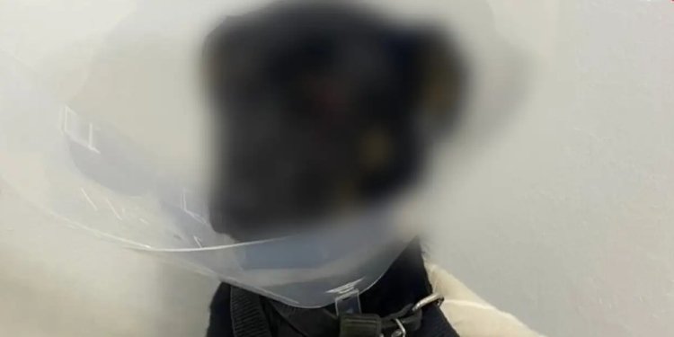 Hombre en Medellín agrede brutalmente a su Perro, que pierde un ojo