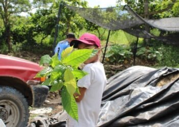 Productores y administración municipal trabajan para fortalecer producción de cacao en Chaparral 