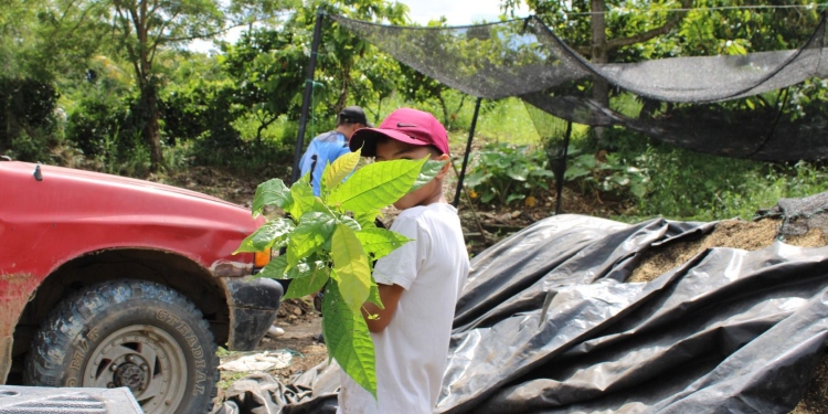 Productores y administración municipal trabajan para fortalecer producción de cacao en Chaparral