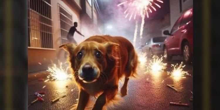 Autoridades en el Tolima hacen un llamado para proteger a los animalitos en esta temporada navideña 