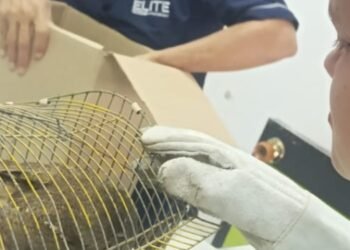 Falan fortalece estrategias de protección animal en su municipio 