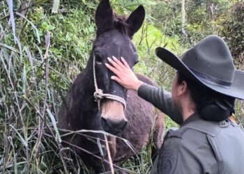 ‘Antonio’ es un caballito abuelito, que está en buenas condiciones