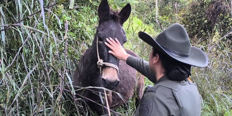 ‘Antonio’ es un caballito abuelito, que está en buenas condiciones