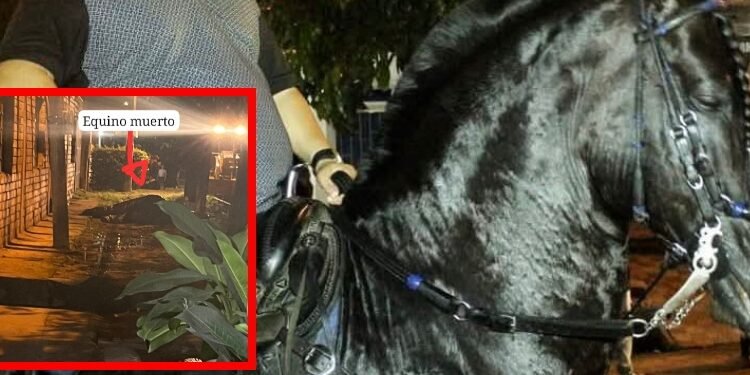 Tragedia en Carmen de Apicalá: Secretaría del Interior del Tolima exige claridad tras la muerte de un equino en cabalgata