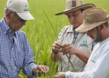Gremios económicos en el Tolima también están preocupados por la caída en el precio del arroz