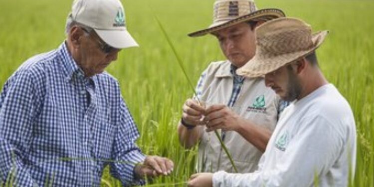 Gremios económicos en el Tolima también están preocupados por la caída en el precio del arroz