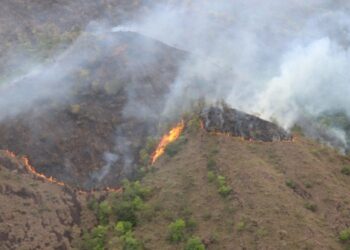 Autoridades en el Tolima atienden incendio forestal en Prado 