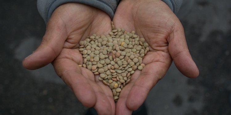 ¿Por qué las lentejas hacen parte de los rituales para recibir el año nuevo?