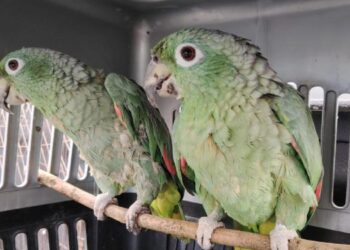 Recuperan 6 loros ‘frentiamarillos’ en el norte del Tolima por parte de la Policía