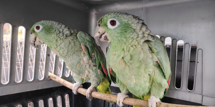 Recuperan 6 loros ‘frentiamarillos’ en el norte del Tolima por parte de la Policía