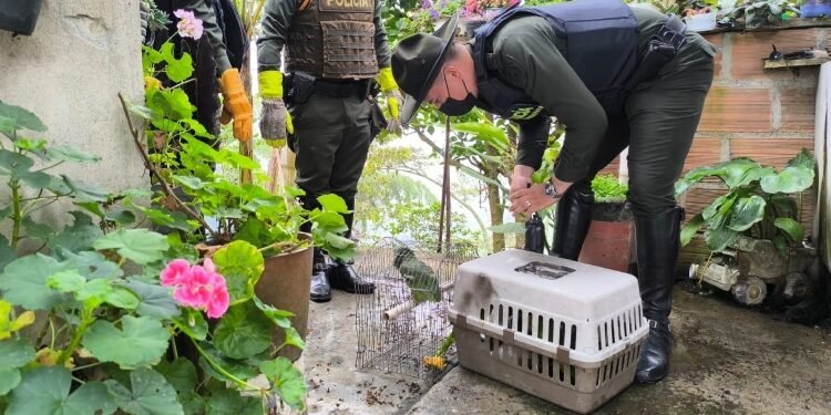 Cuatro loros orejiamarillo y un loro guaro del Amazonas, fueron liberados de jaulas, por la Policía Nacional
